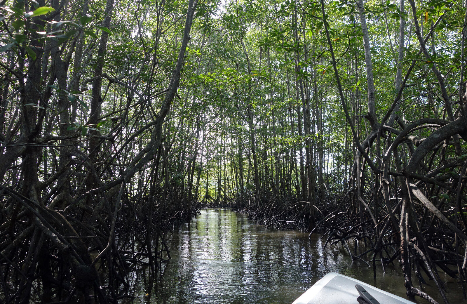 Térraba-Sierpe National Wetlands, the largest mangrove system on Central America's Pacific coast