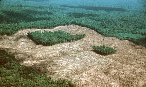 Aerial view of forest fragment in BDFFP