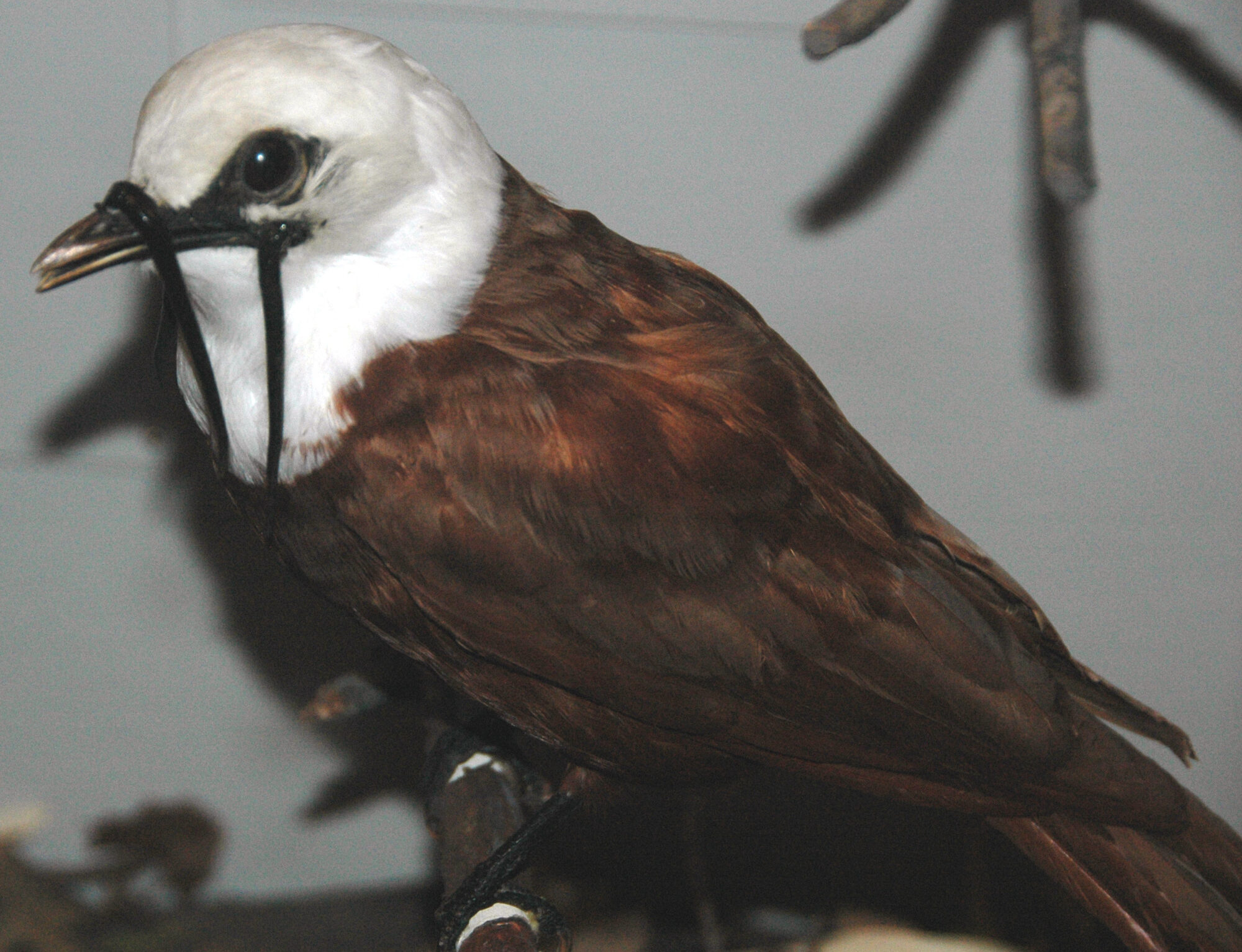 Three-wattled Bellbird perched on branch