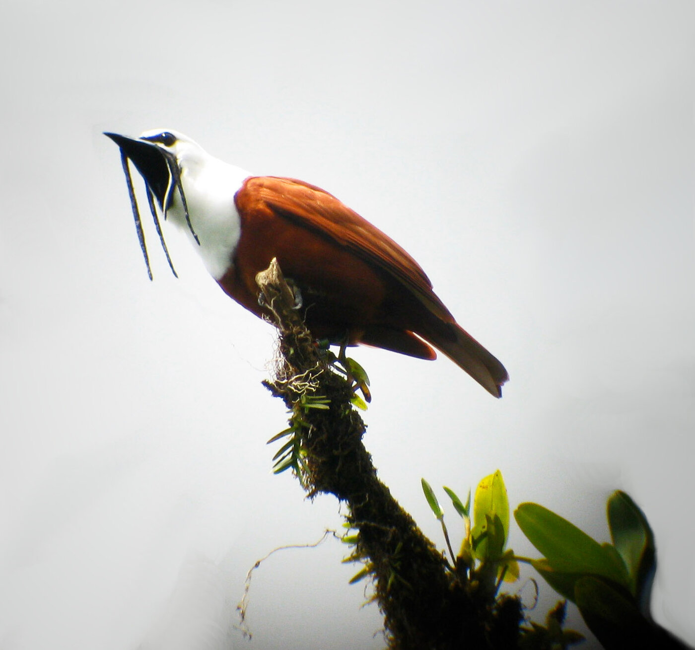 Male three-wattled bellbird calling