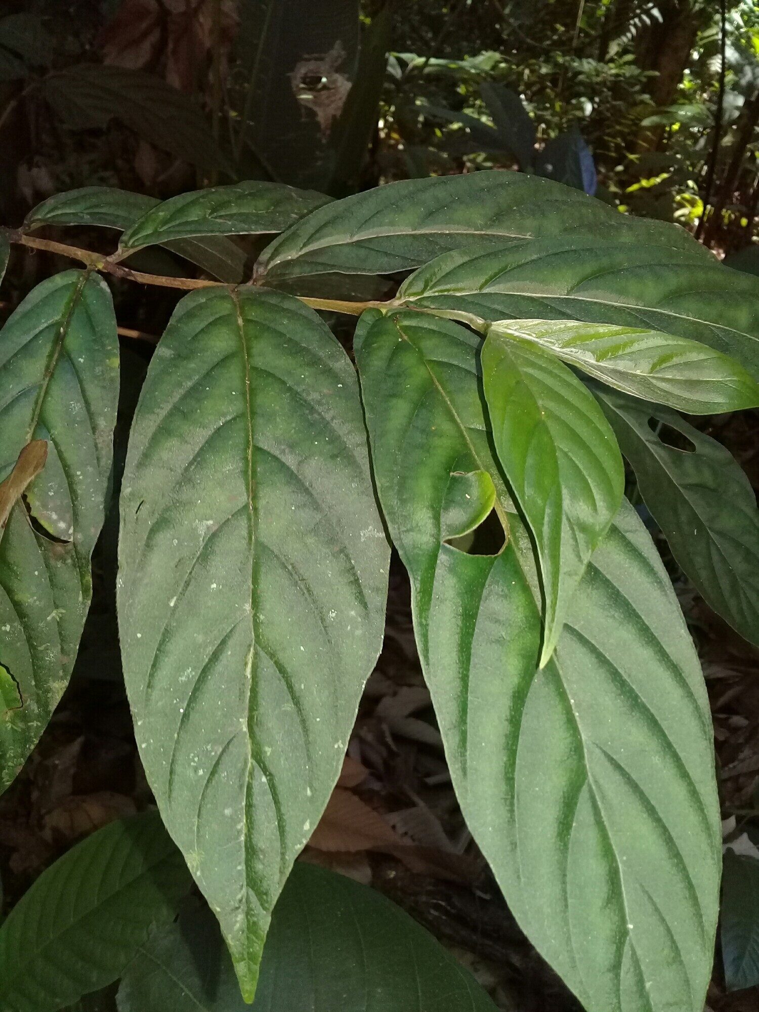 Bertiera bracteosa branch with leaves