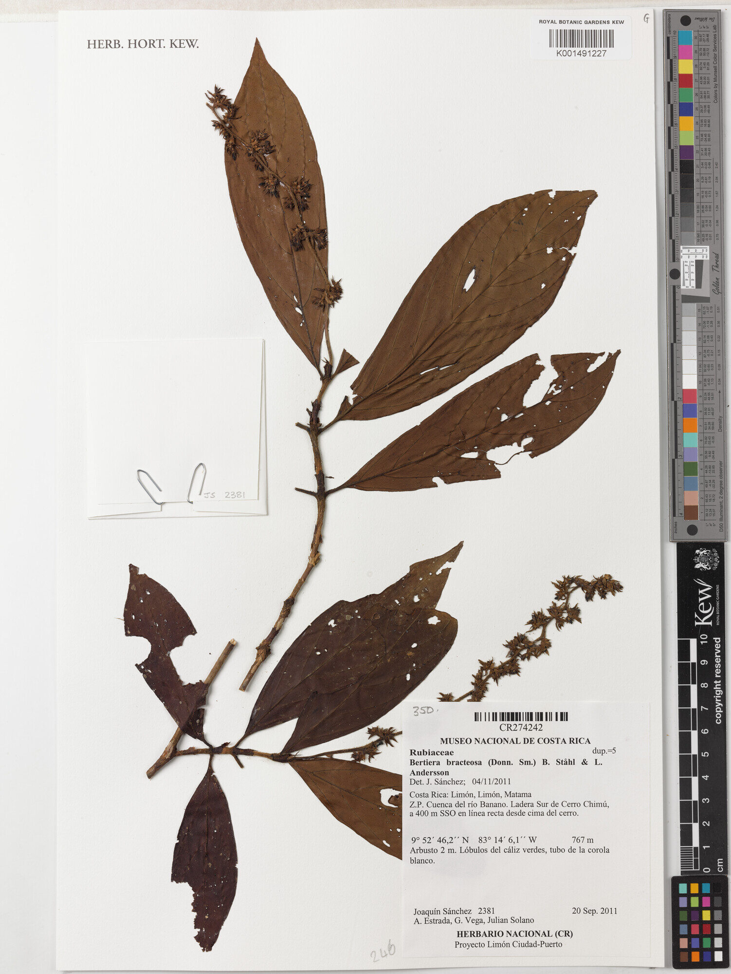Herbarium specimen of Bertiera bracteosa