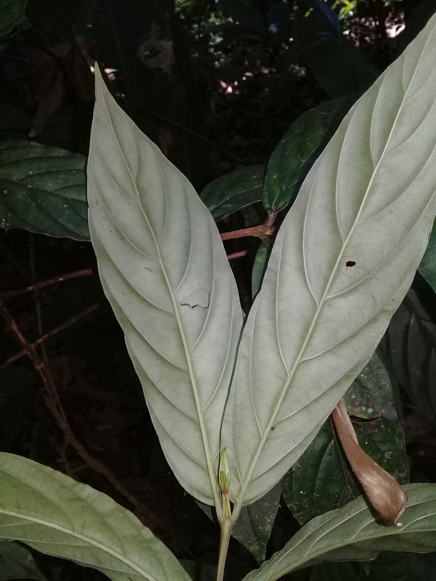 Bertiera bracteosa leaf underside