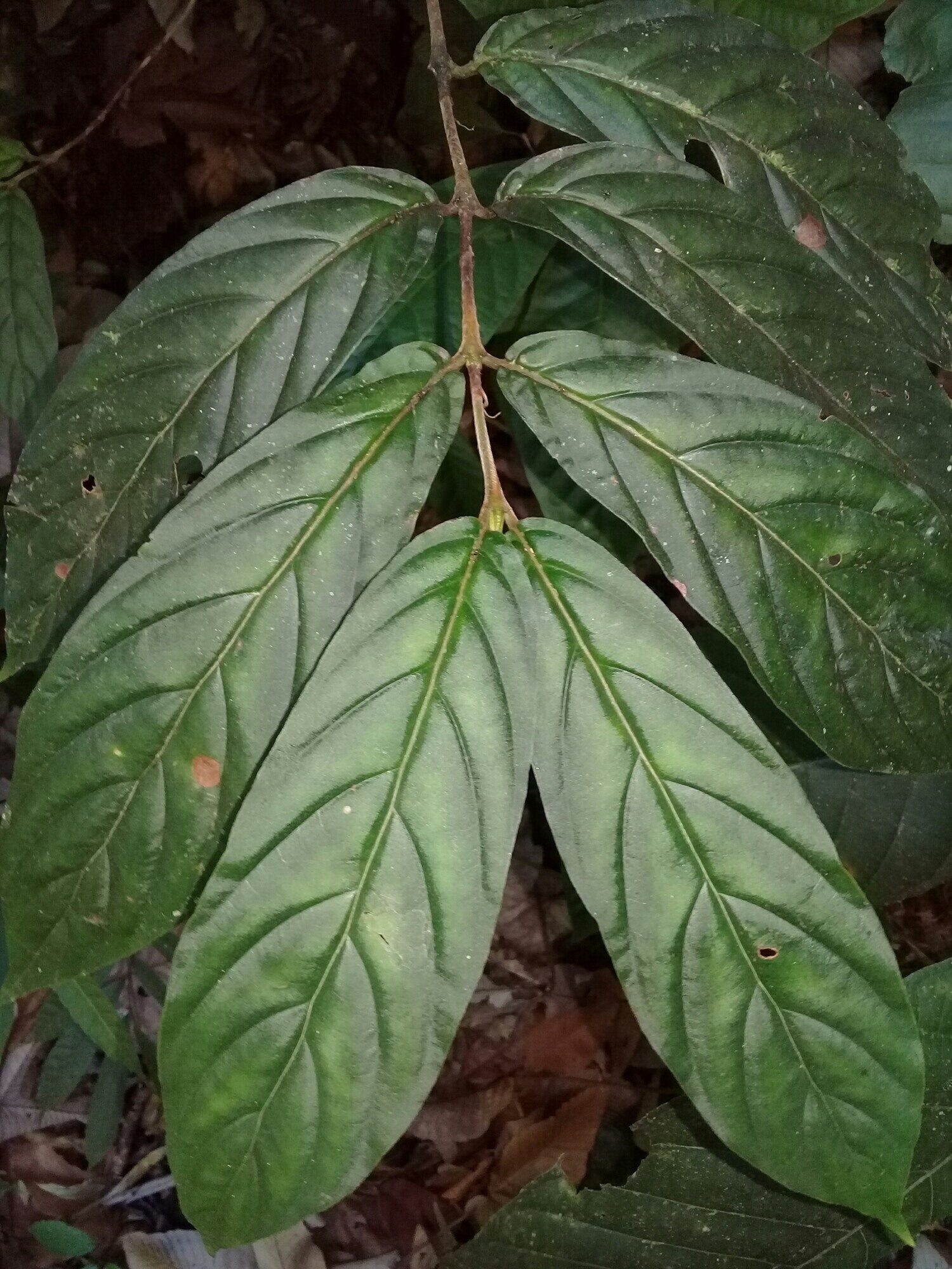 Bertiera bracteosa leaves from above