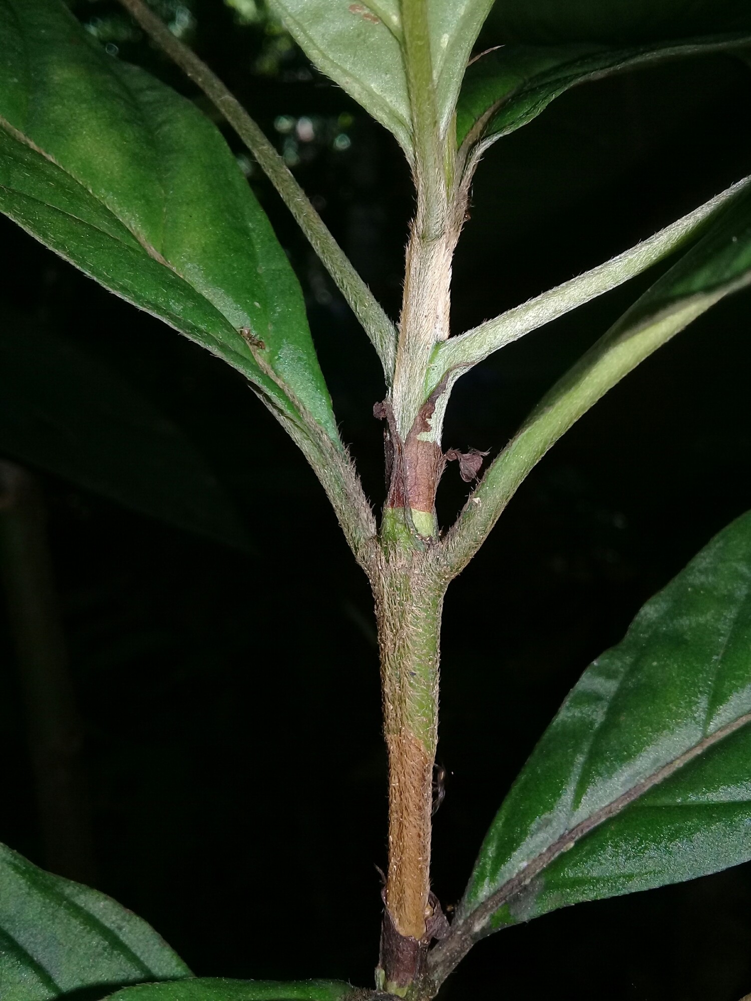Bertiera bracteosa stem showing connate stipules