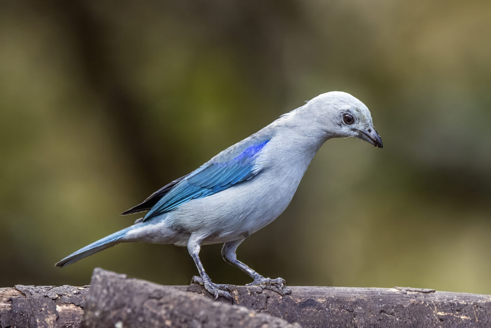 Blue-gray Tanager