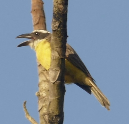 Boat-billed Flycatcher