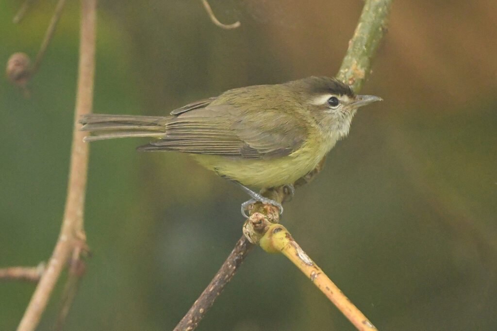 Brown-capped Vireo