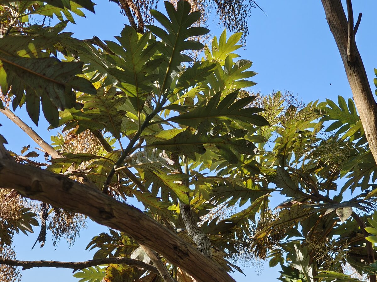 Bocconia frutescens leaves viewed from below showing deep pinnate lobing