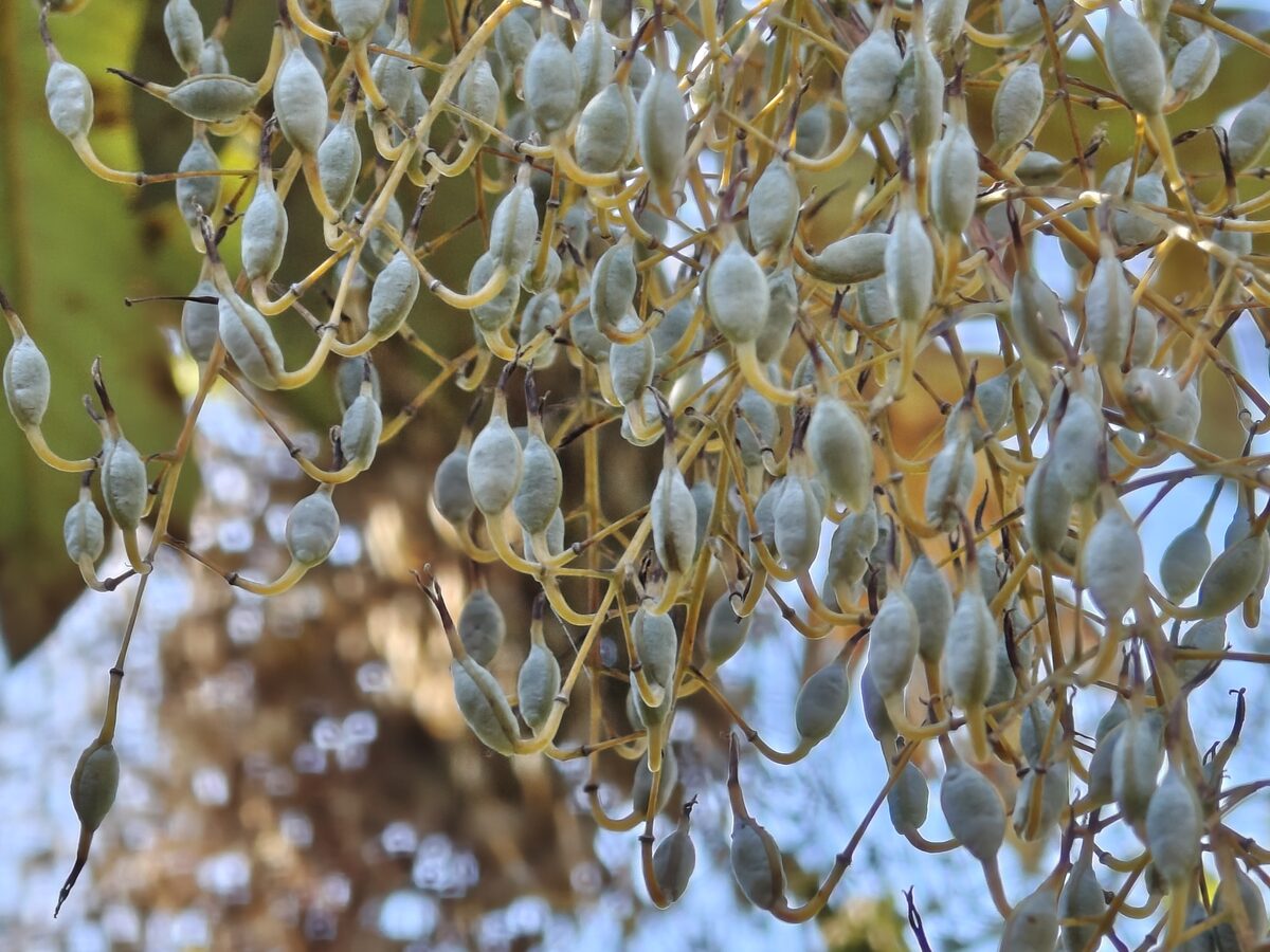 Bocconia frutescens fruit panicle showing dozens of ellipsoidal gray-green capsules