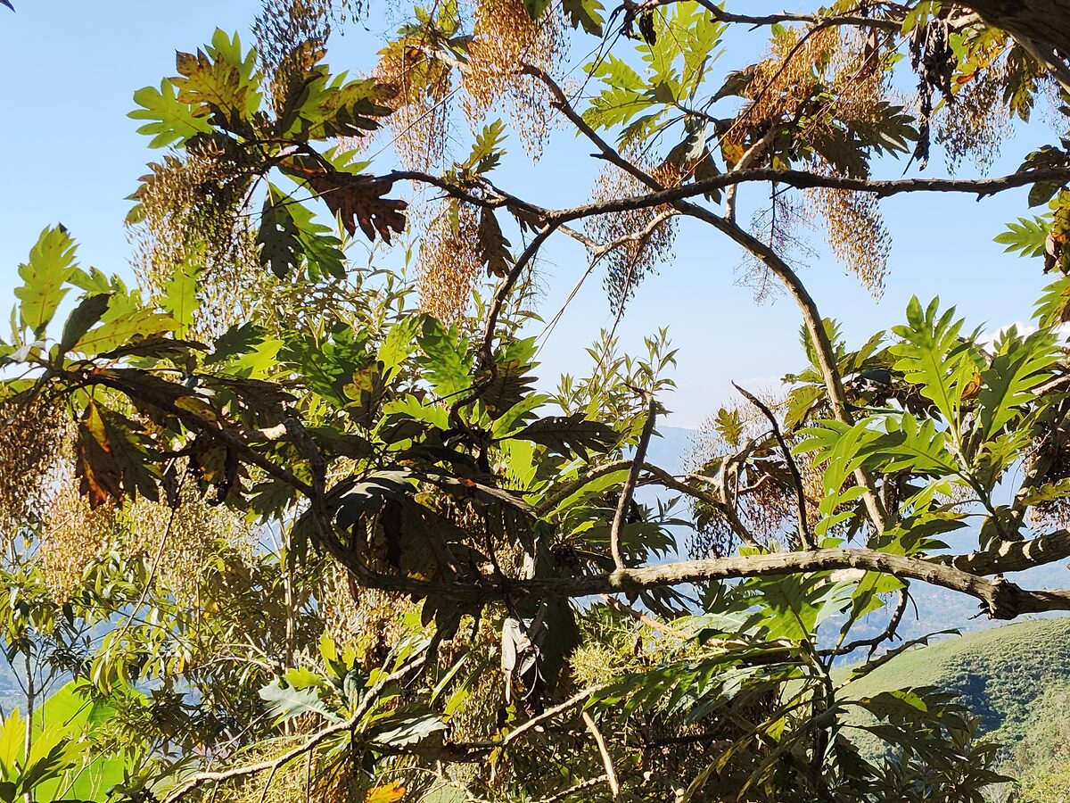 Bocconia frutescens showing branching pattern and pendant infructescences