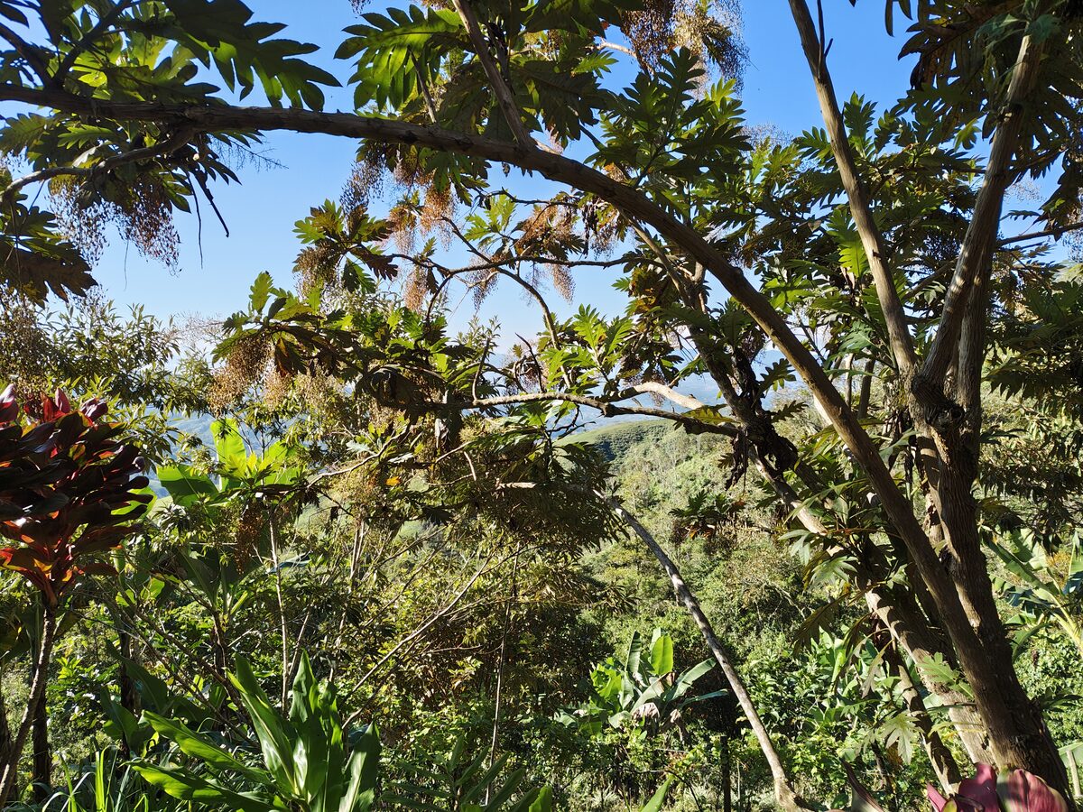 Bocconia frutescens in natural habitat showing lobed leaves and fruiting panicles