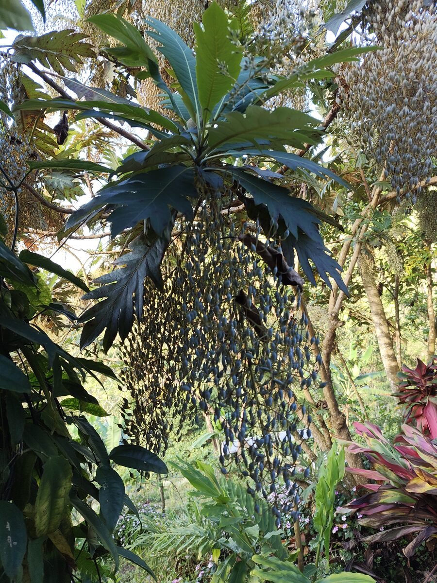 Bocconia frutescens showing characteristic whorl of lobed leaves and massive pendant fruit panicle