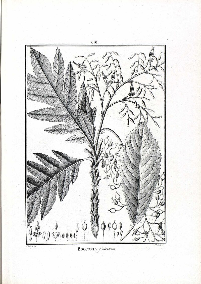Historical botanical plate of Bocconia frutescens from Flora Peruviana y Chilensis