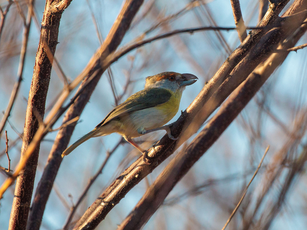 Rufous-browed Peppershrike