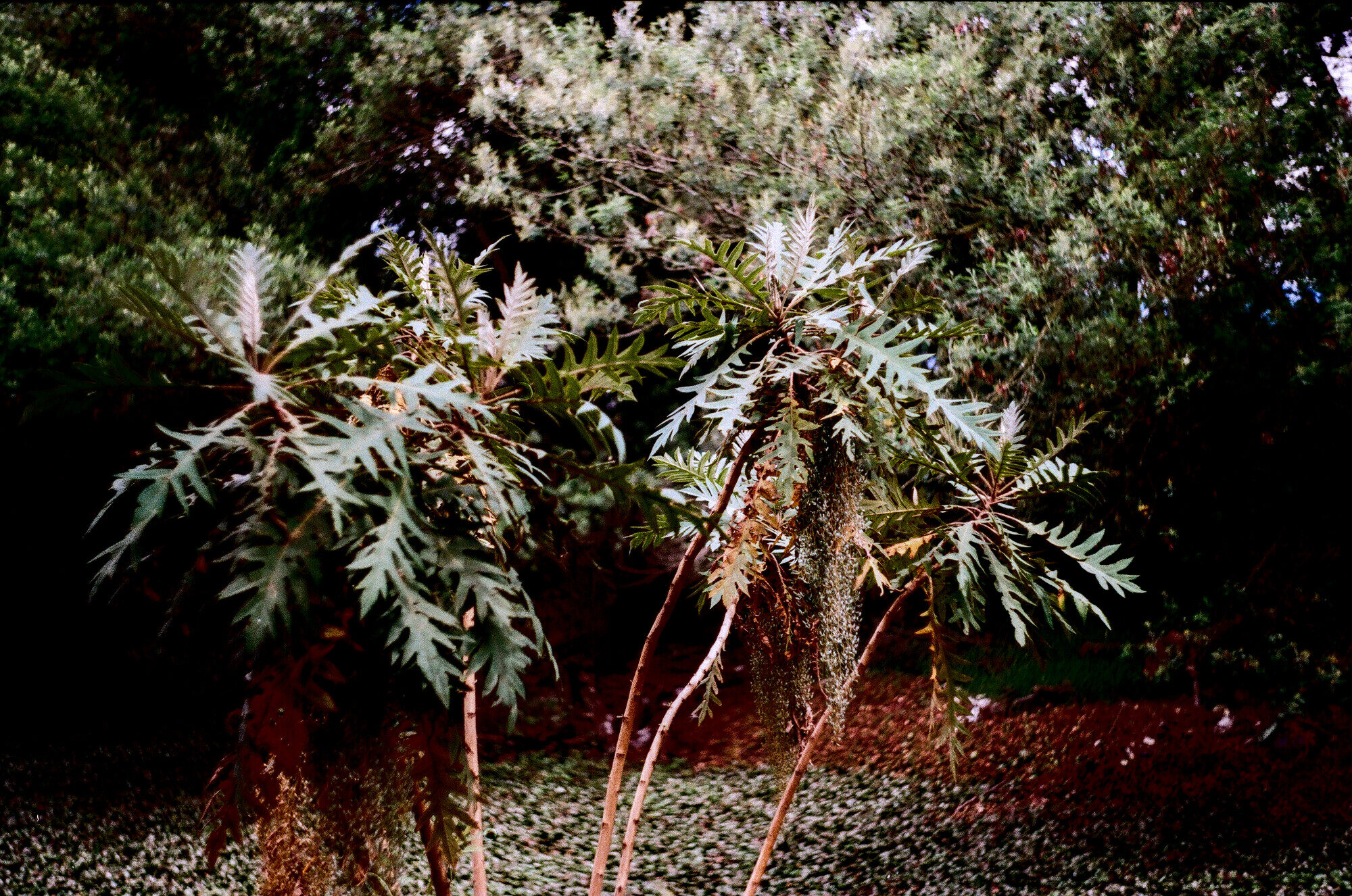 Bocconia frutescens shrub showing multi-stemmed habit