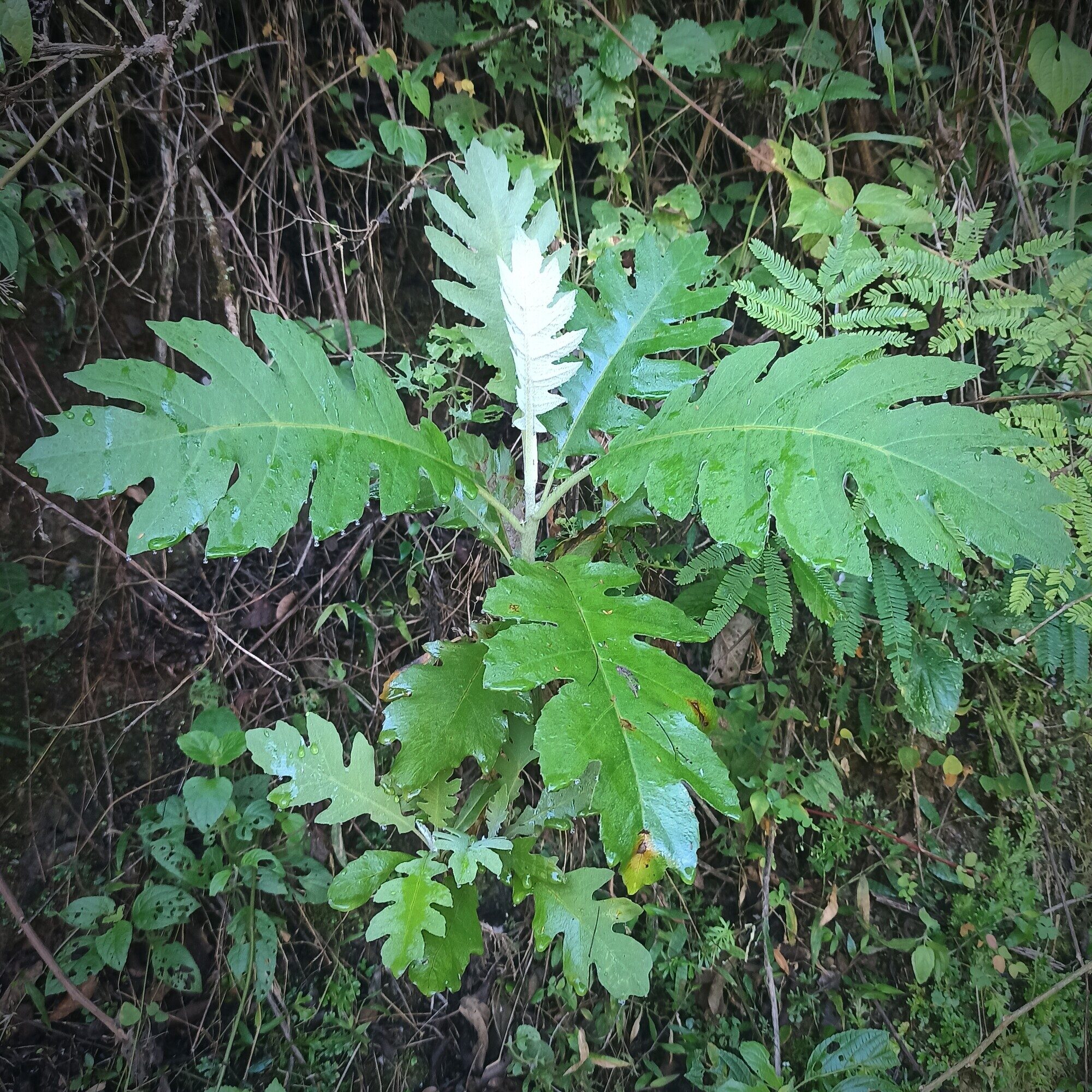 Young Bocconia frutescens plant showing characteristic lobed leaves