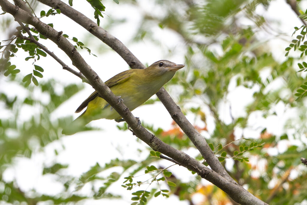 Yellow-green Vireo