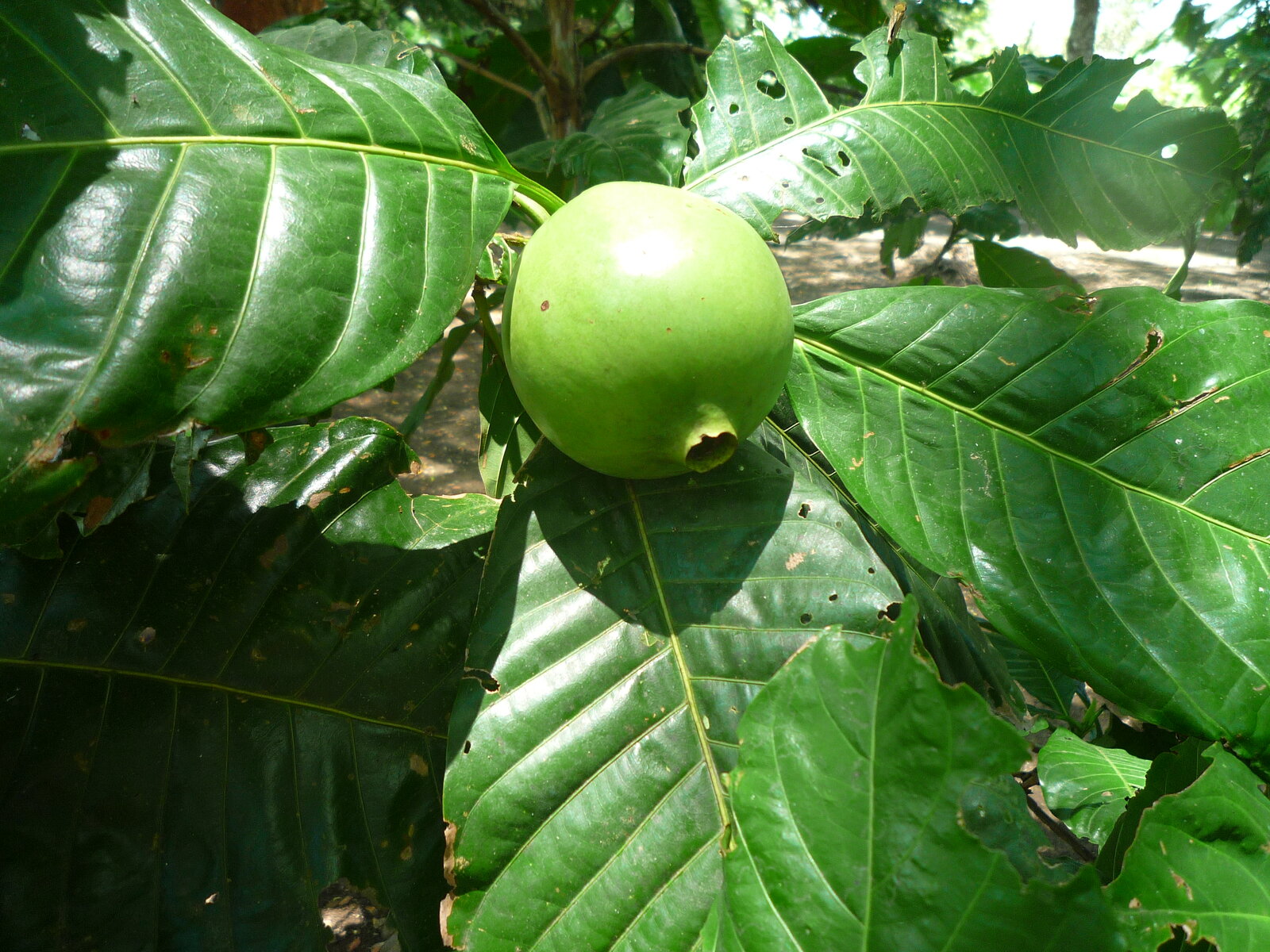 Borojó fruit and leaves