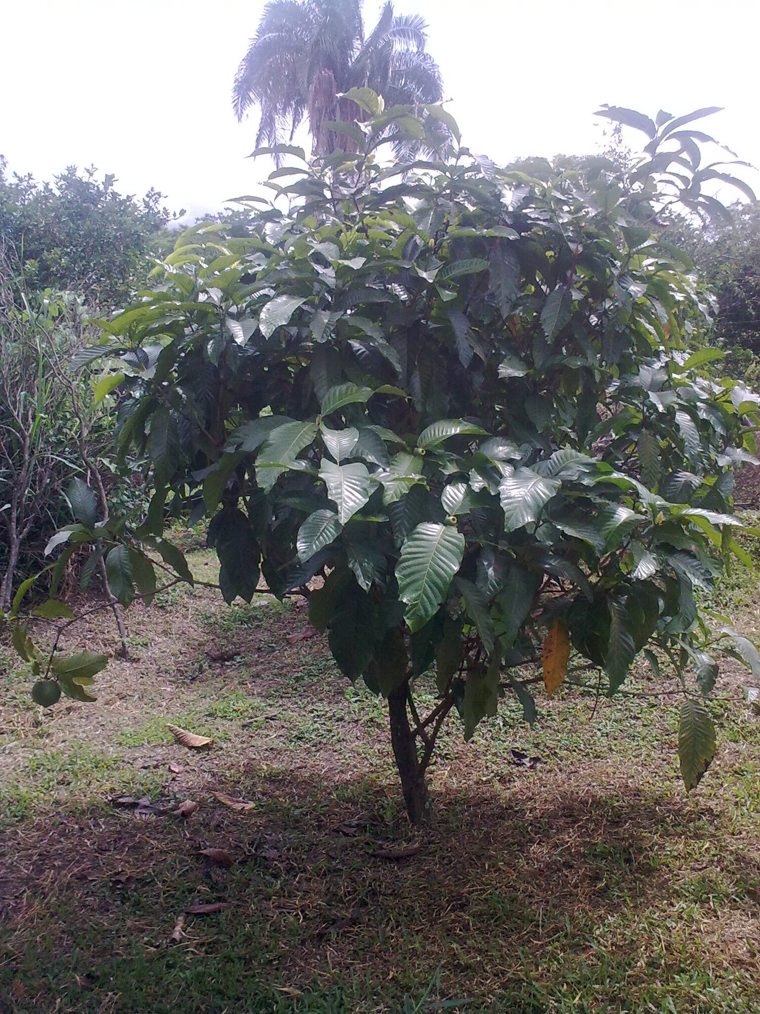 Borojó tree showing growth habit