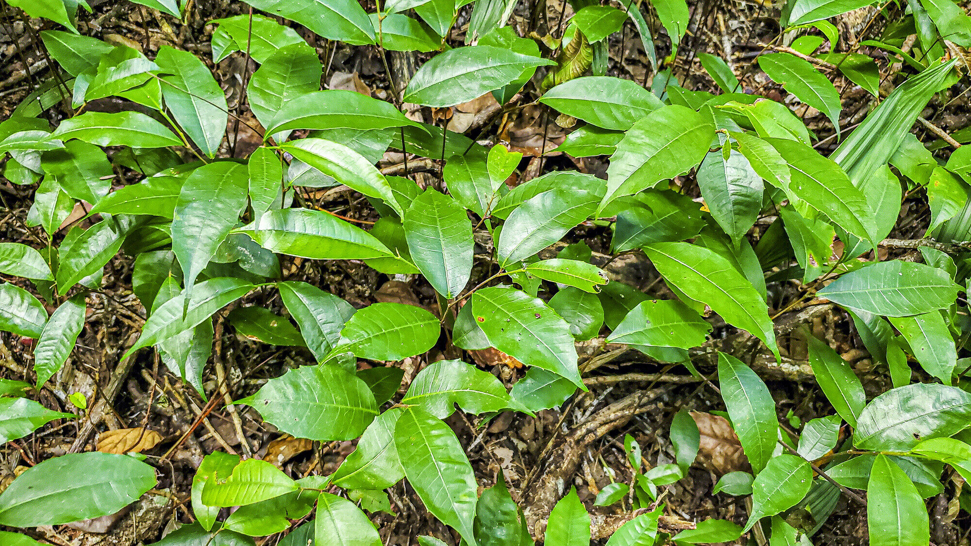 Seedlings of Brosimum alicastrum carpeting the forest floor