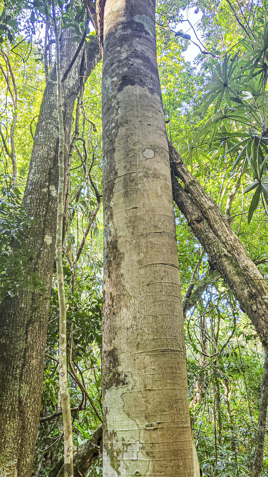 Trunk and bark of Brosimum alicastrum showing grey coloration