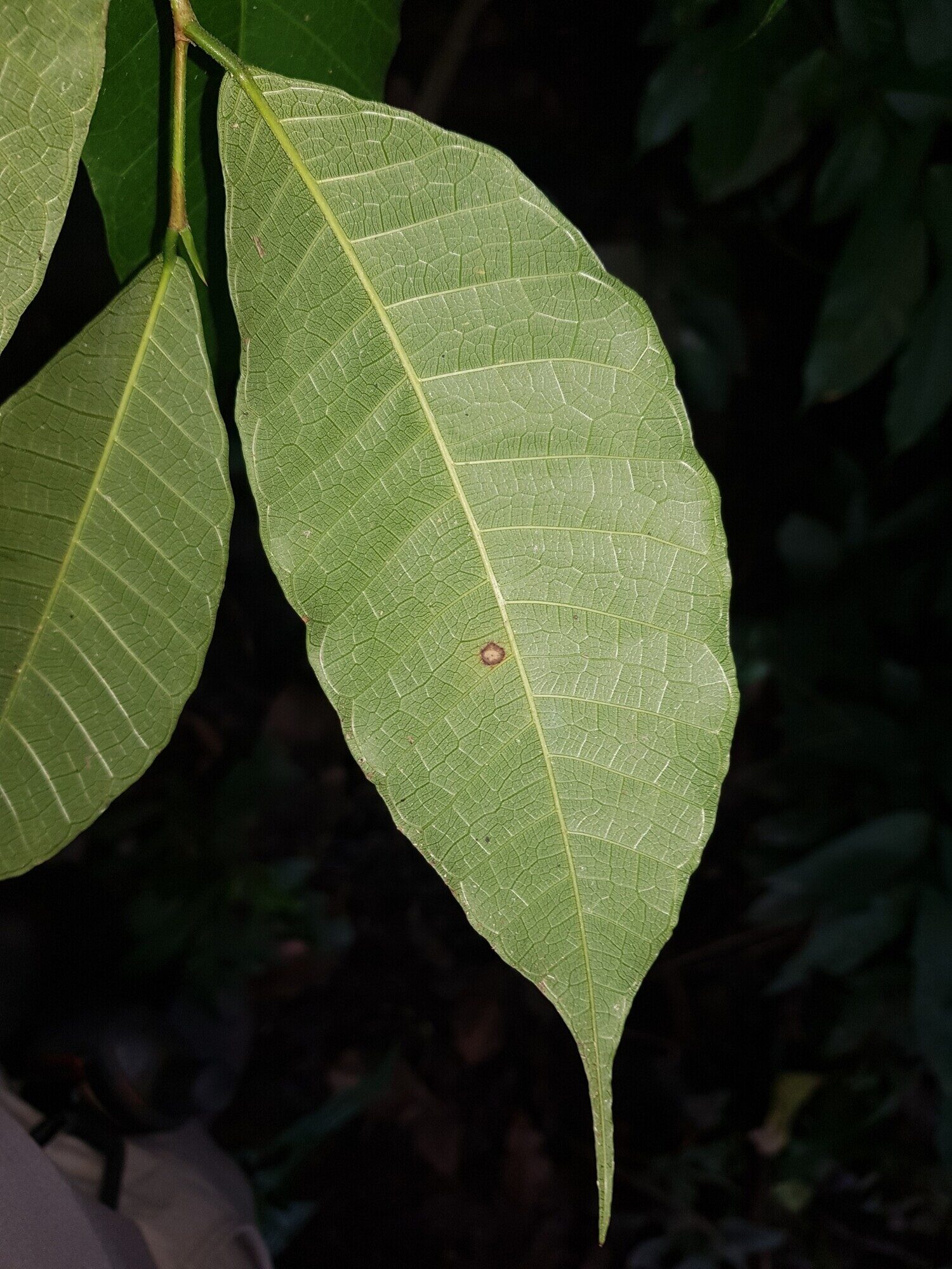 Brosimum alicastrum leaf showing characteristic venation, Puntarenas, Costa Rica
