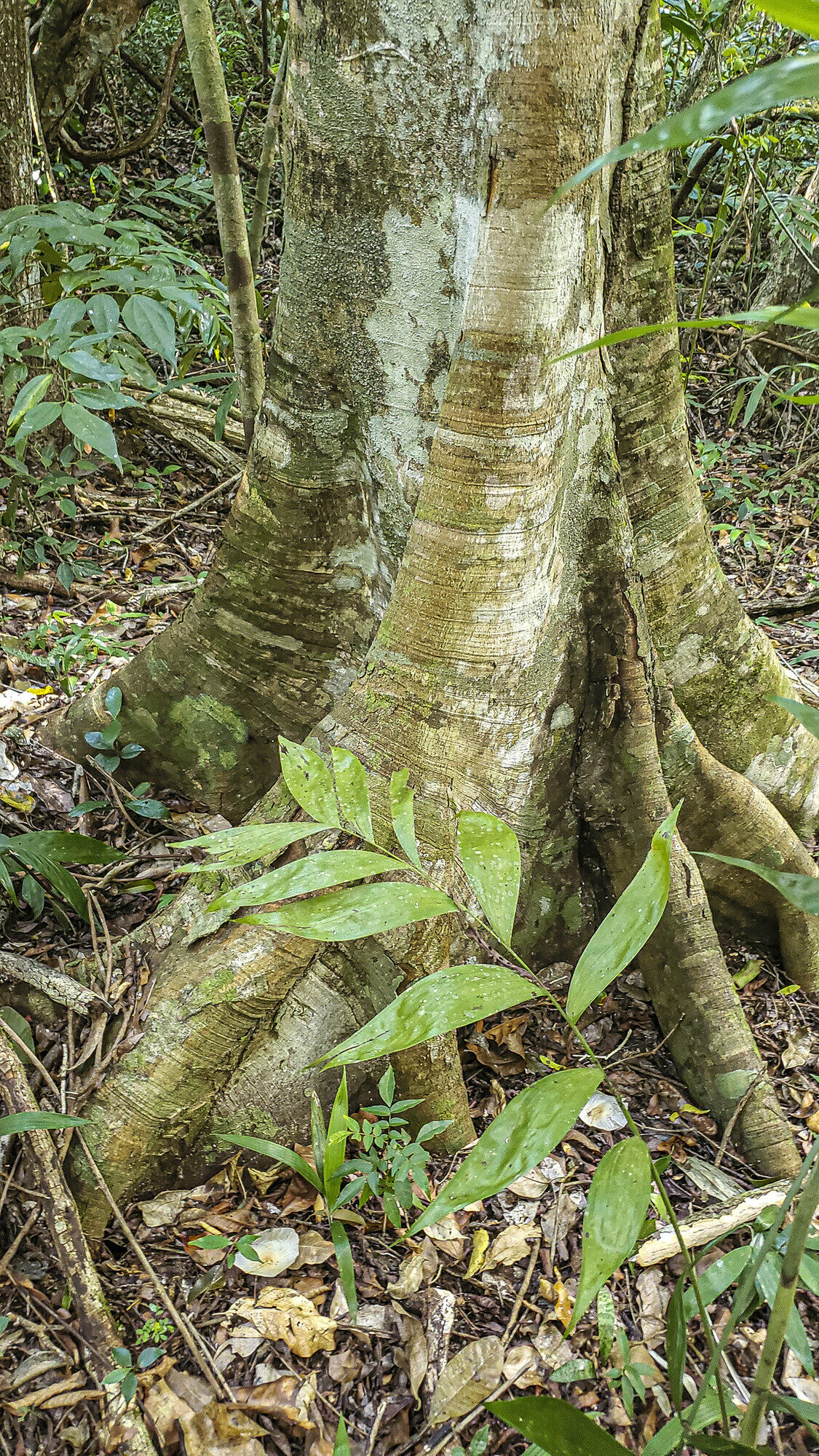 Buttressed trunk base of Brosimum alicastrum in Guatemala forest