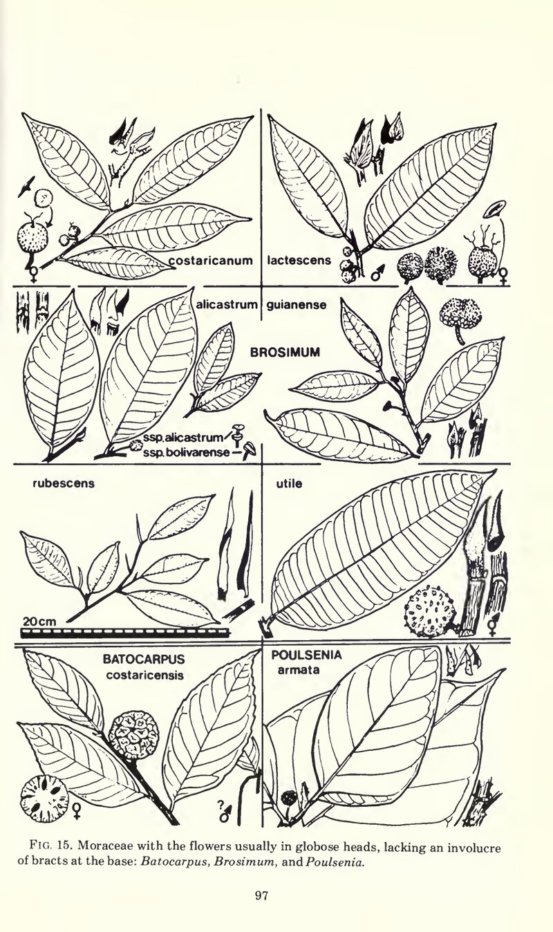 Botanical illustration of Brosimum species from Flora Costaricensis