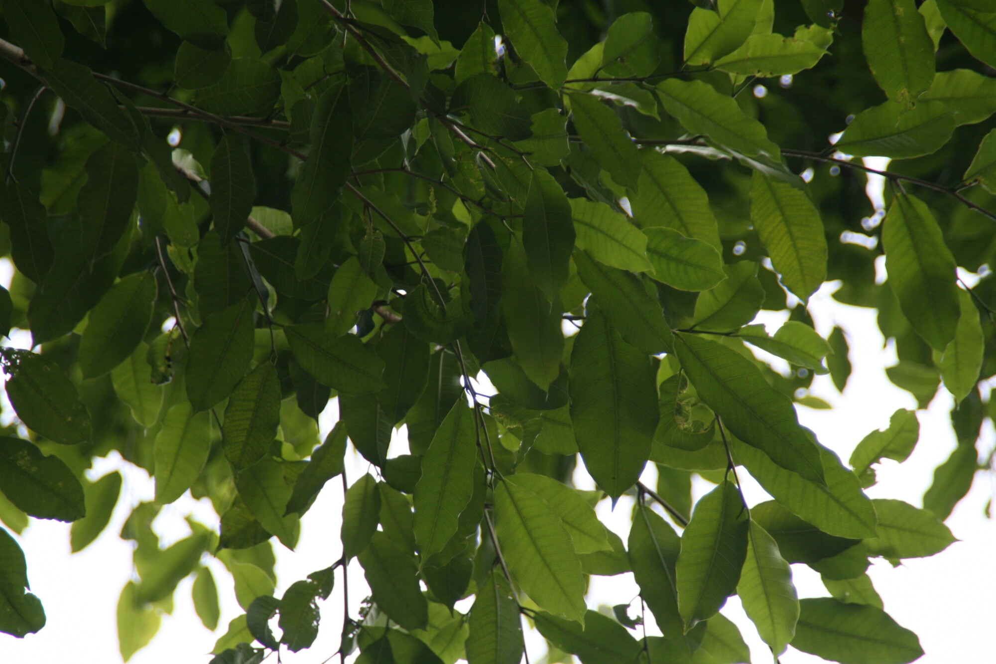 Foliage of Brosimum alicastrum showing distichous leaf arrangement