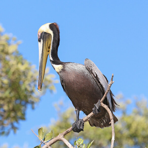 Brown Pelican