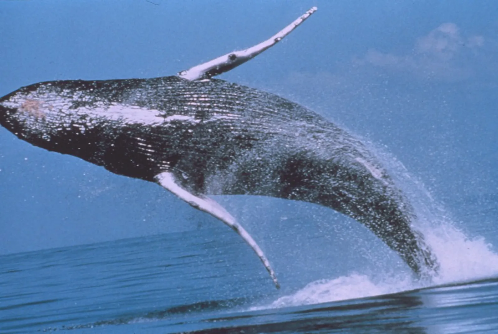 A humpback whale breaching off the Pacific coast of southern Costa Rica