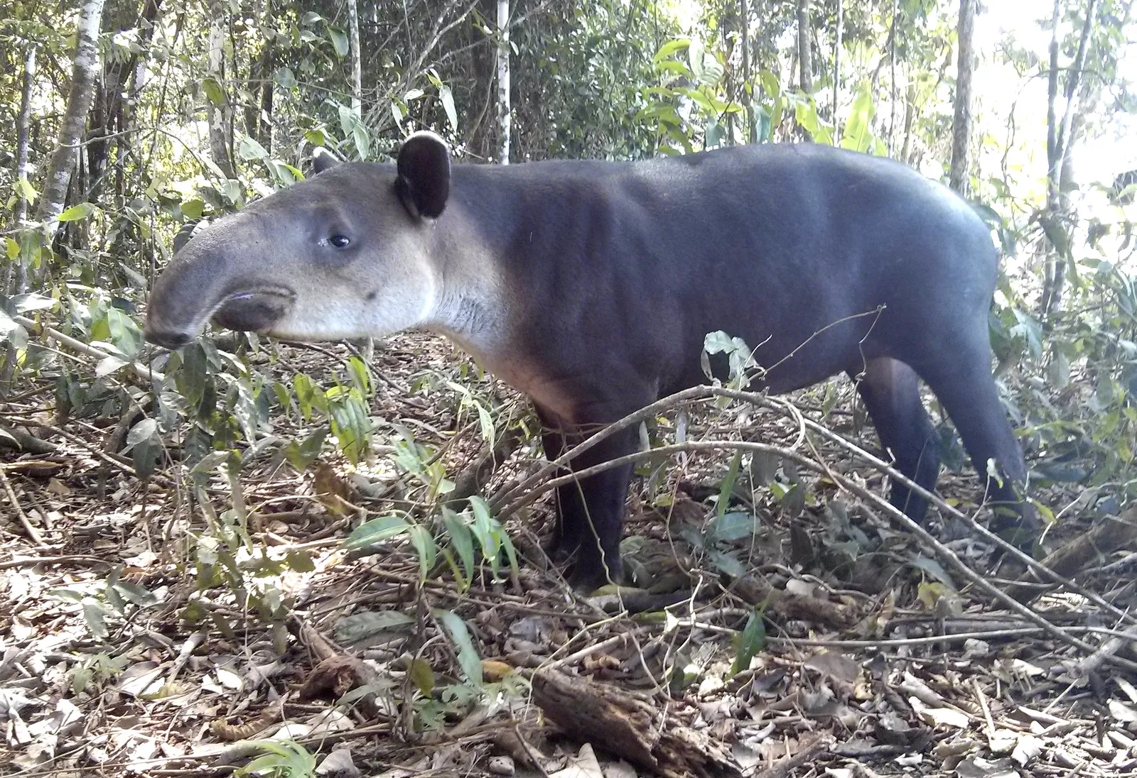 A Baird's tapir in the forest understory