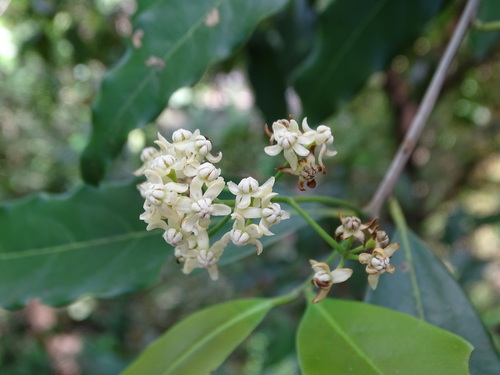 Mespilodaphne veraguensis flowers