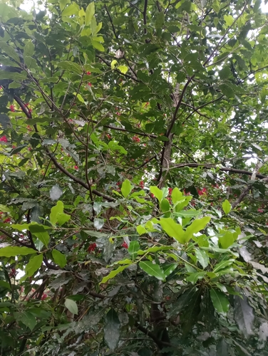 Mespilodaphne veraguensis fruits in pink cupules