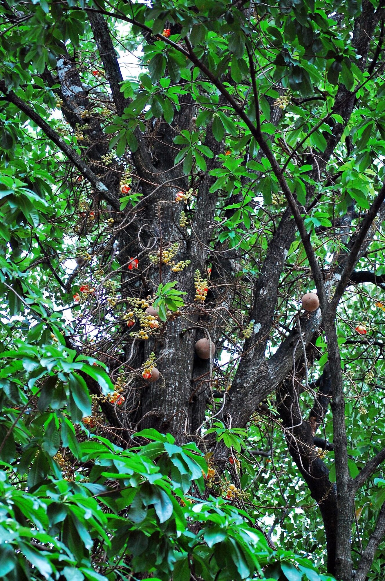 Cannonball tree trunk showing cauliflory - flowers and fruits emerging directly from the bark