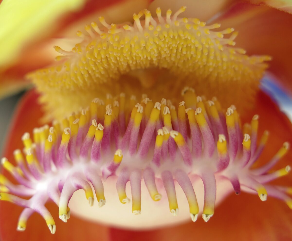 Cannonball tree flower showing hood and ring stamens