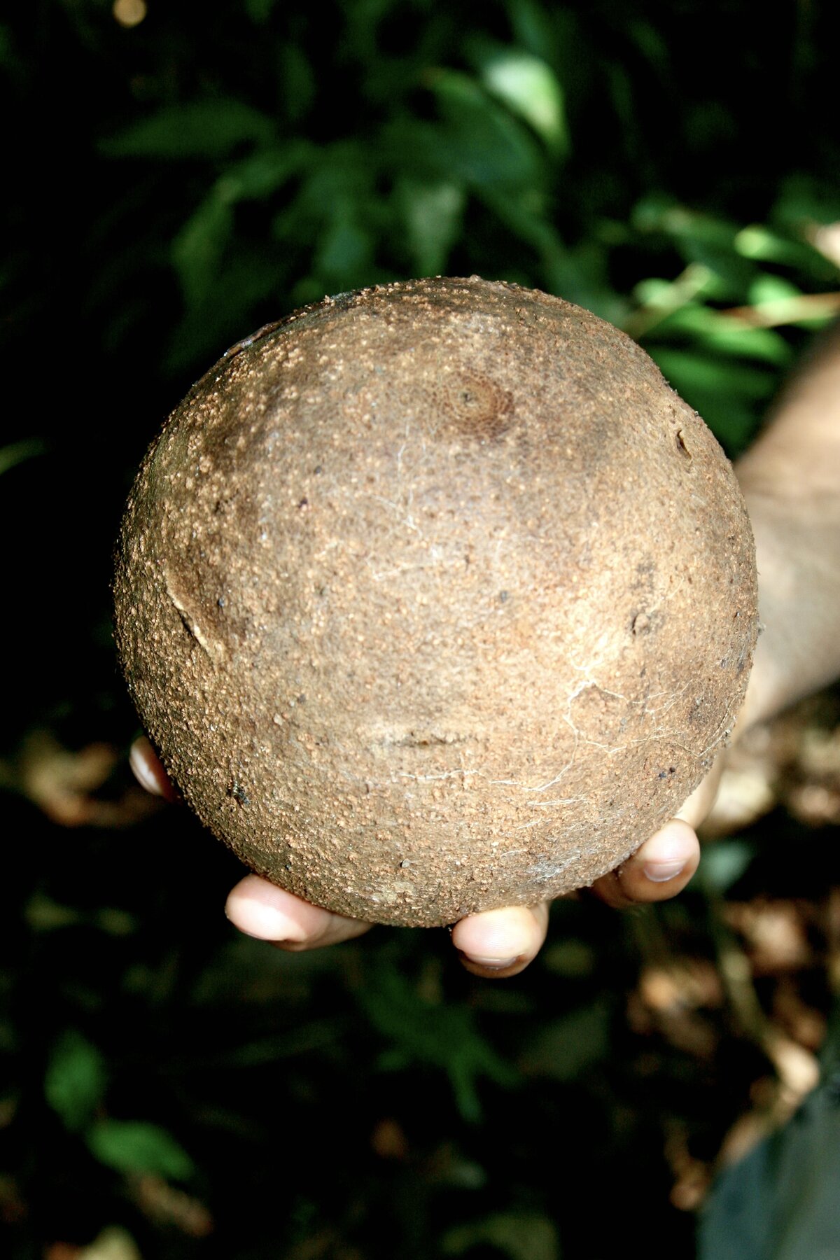 Cannonball tree fruit held in hand