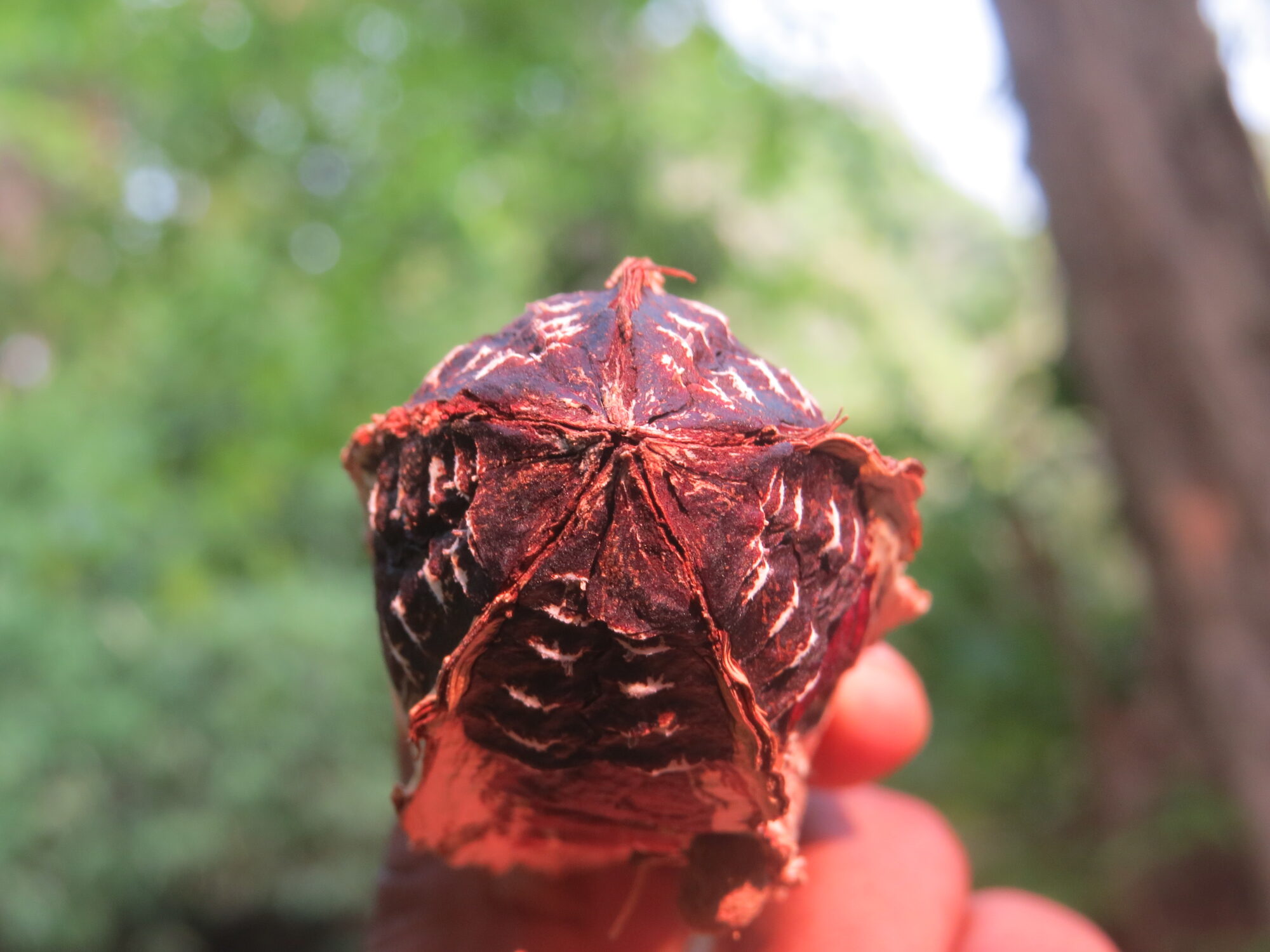Mature seed capsule of Swietenia macrophylla showing five-pointed split pattern