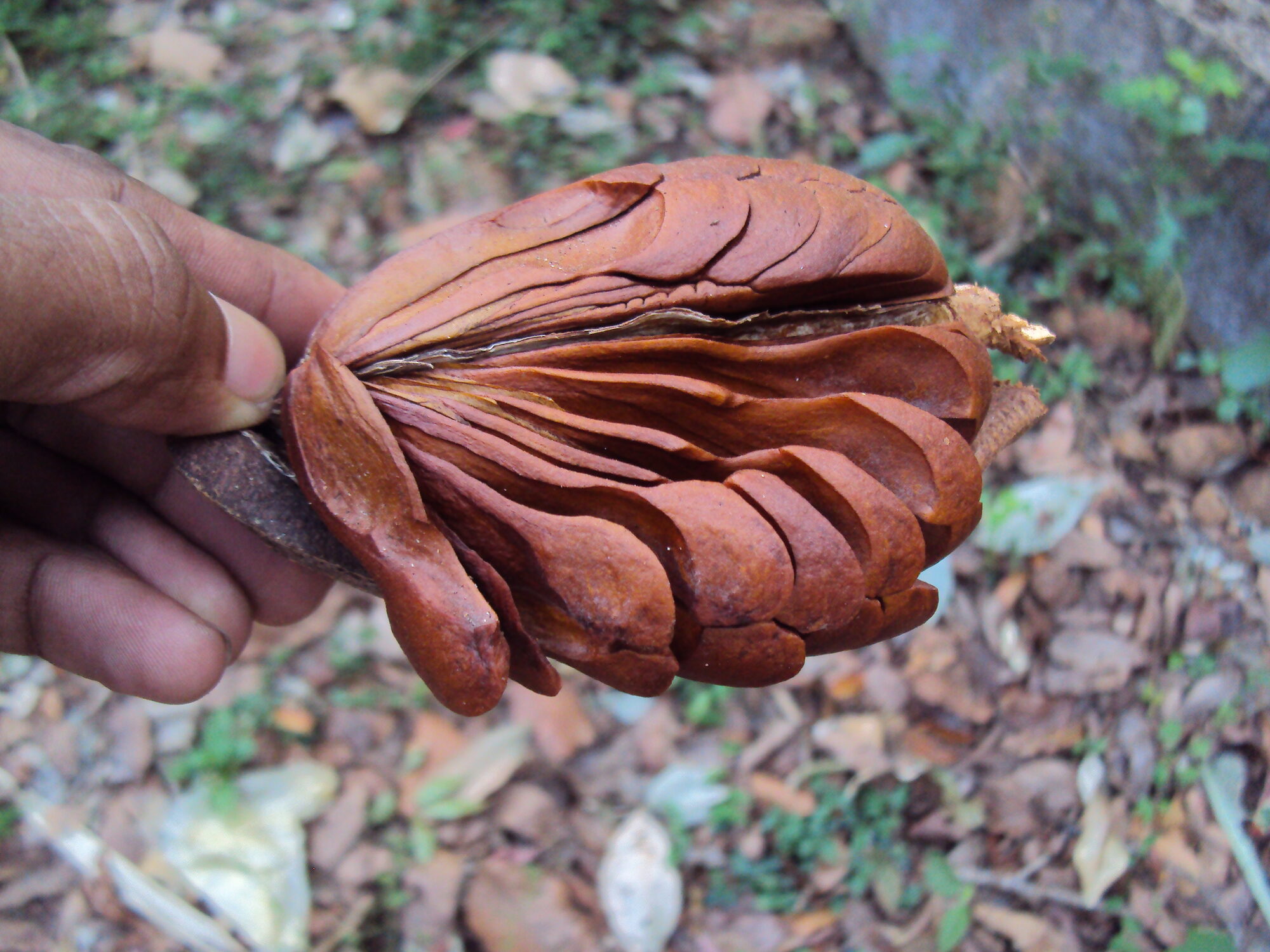 Winged seeds of Swietenia macrophylla
