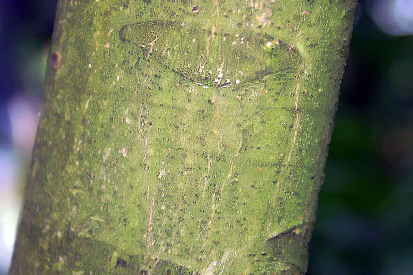 Carapa guianensis bark showing smooth greenish surface with vertical fissures