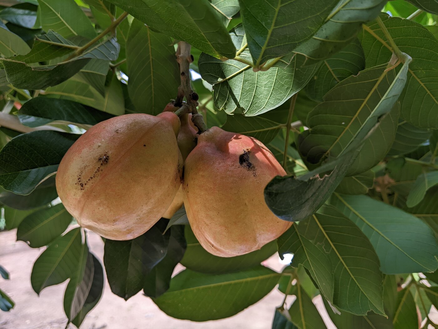 Carapa guianensis fruit capsules on the tree showing the characteristic four-valved structure