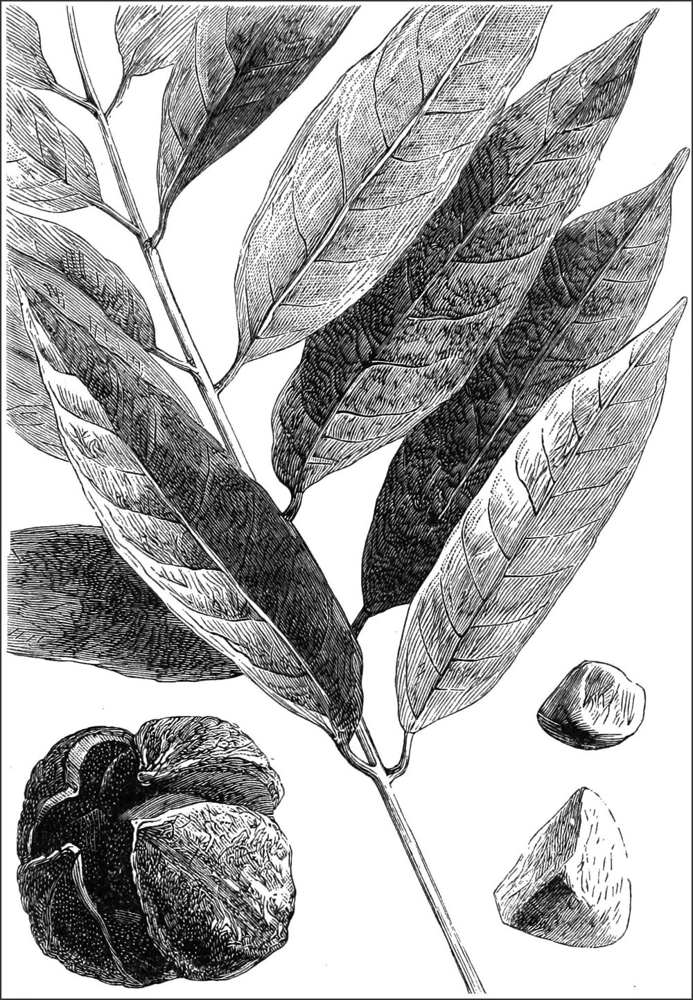 Historical botanical illustration of Carapa guianensis showing leaves, fruit capsule, and seeds