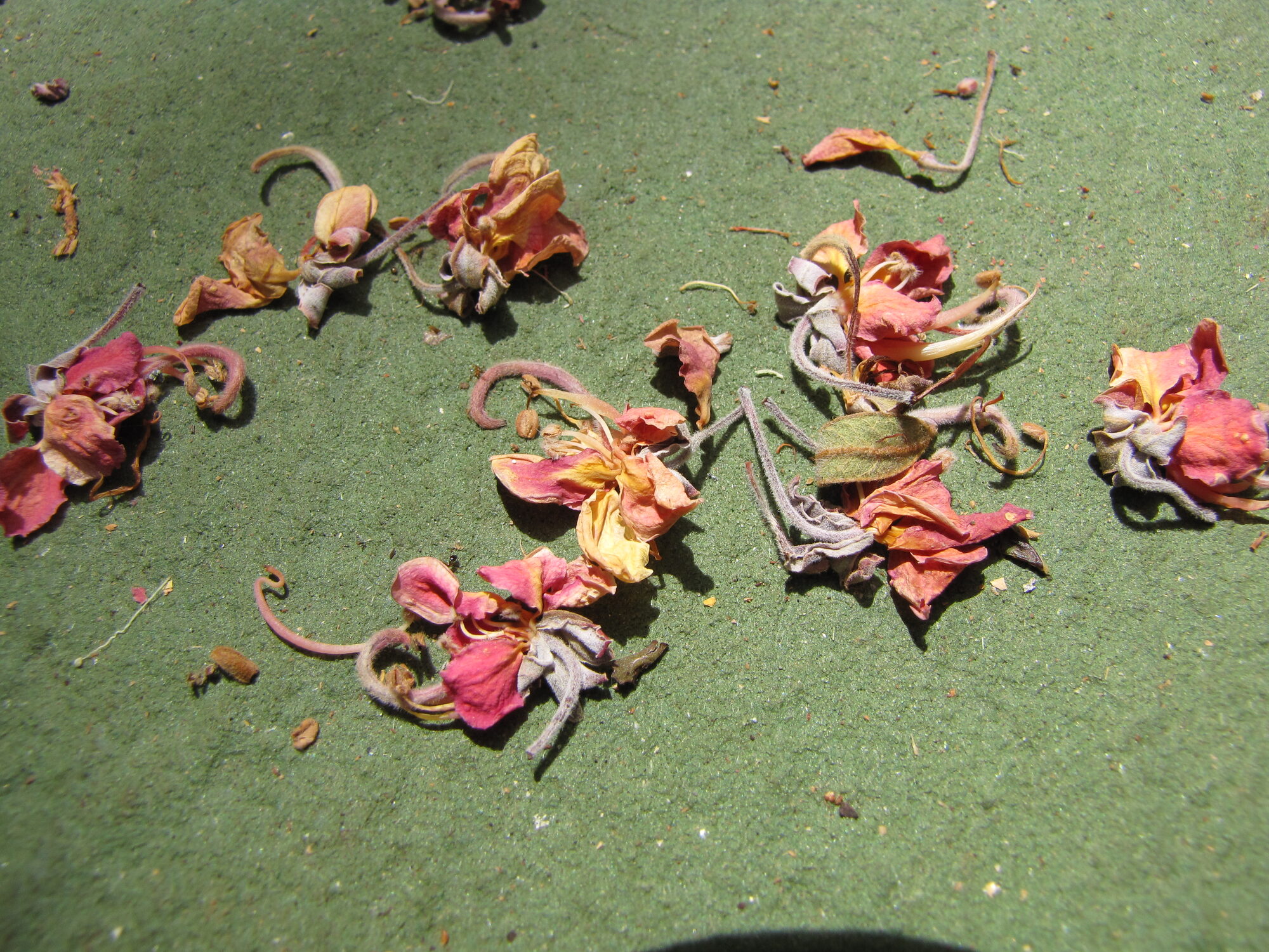 Carao flowers (Cassia grandis) showing the characteristic pink and coral blossoms
