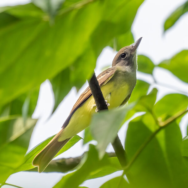 Great Crested Flycatcher