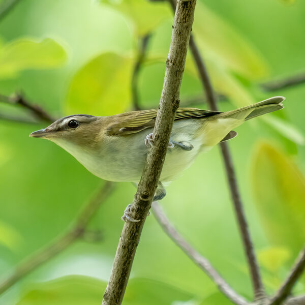 Red-eyed Vireo