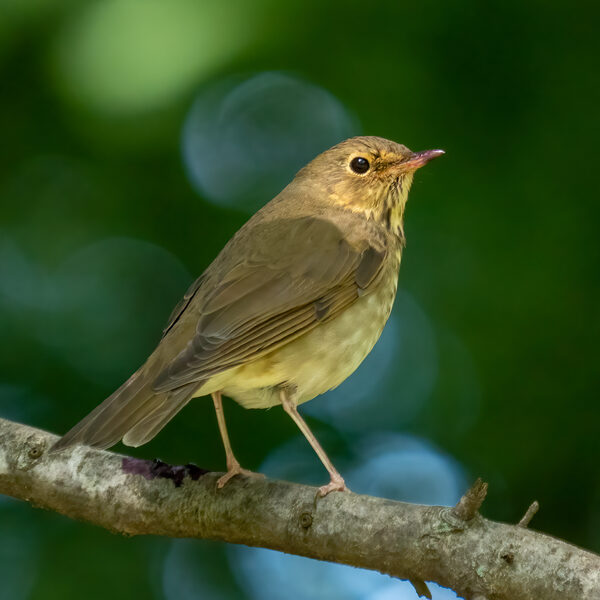 Swainson's Thrush