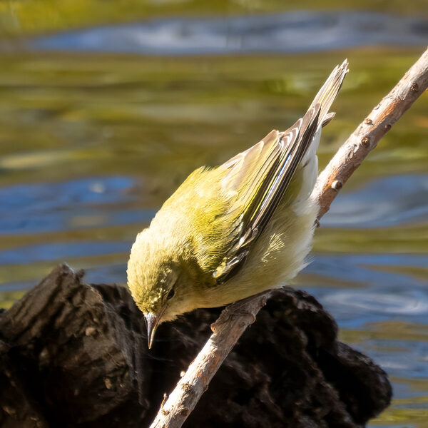 Tennessee Warbler