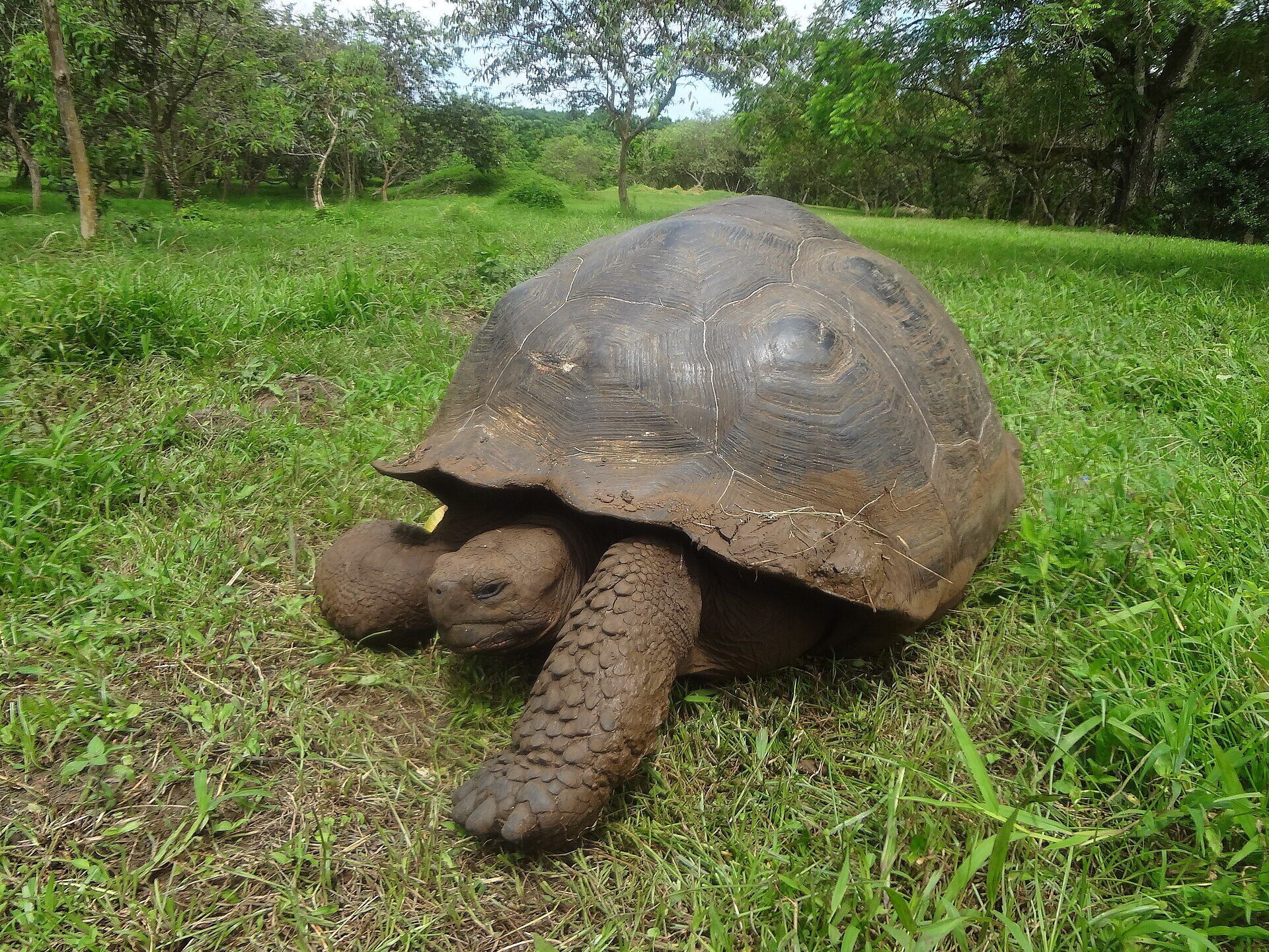 Giant Galapagos tortoise