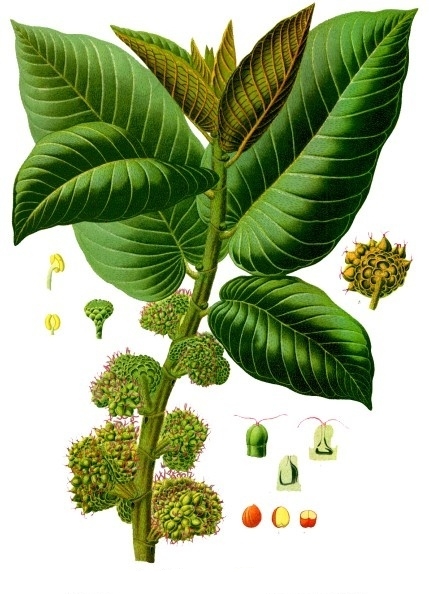 Botanical illustration of Castilla elastica